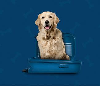 Siamo amici degli animali domestici Hotel ILUNION Málaga Siamo amici degli animali domestici Hotel ILUNION Málaga