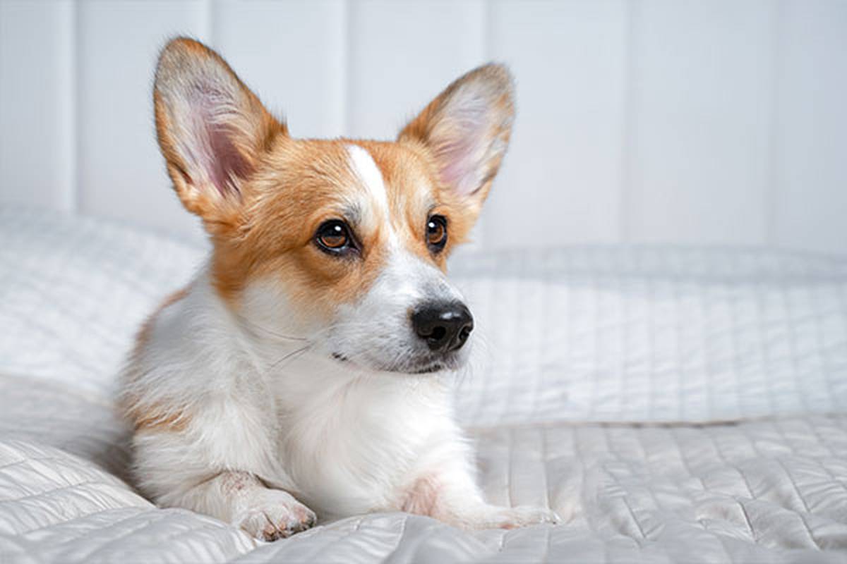 1. SELEZIONARE UNA CAMERA PET FRIENDLY ILUNION Hotels