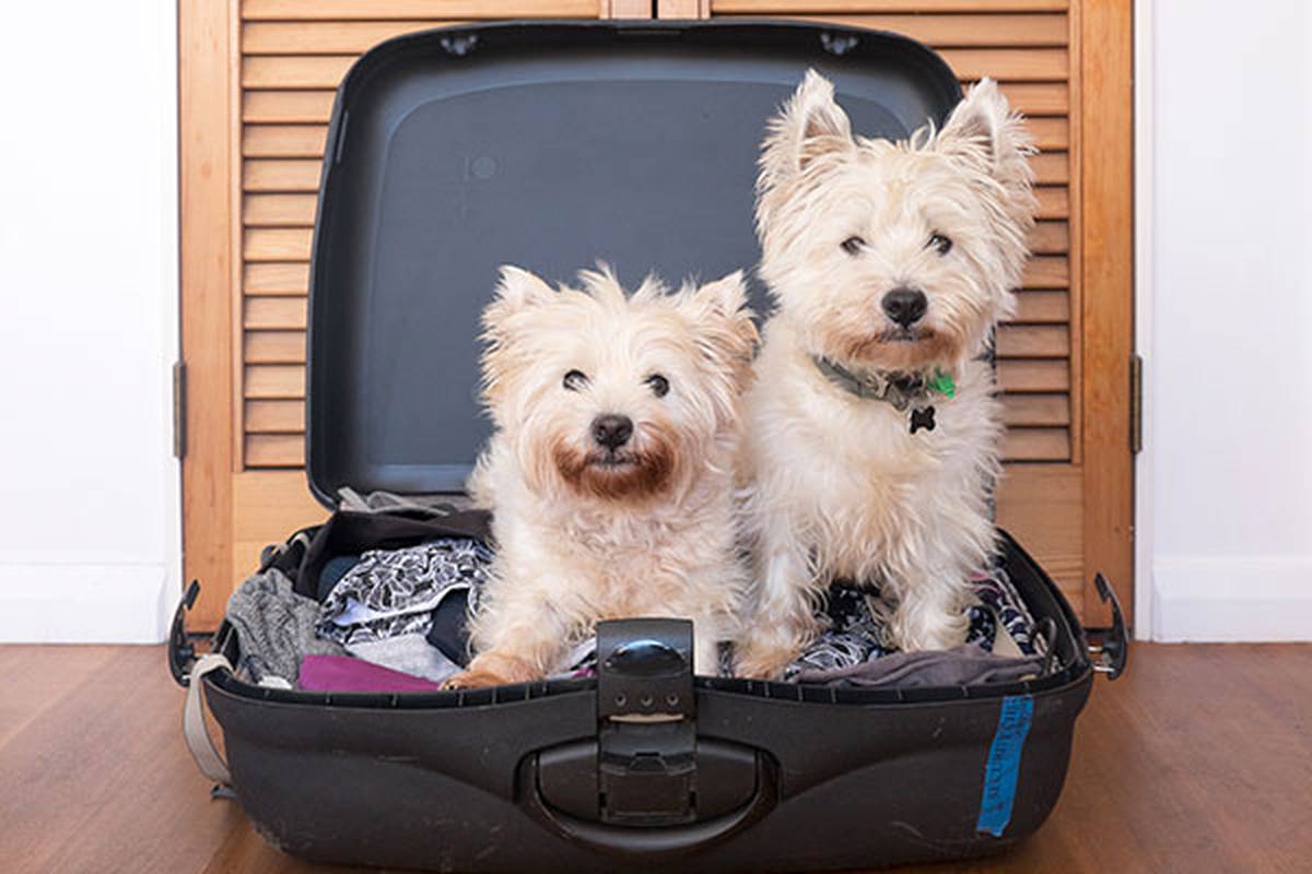 2. FORNISCICI INFORMAZIONI SUL TUO ANIMALE DOMESTICO ILUNION Hotels